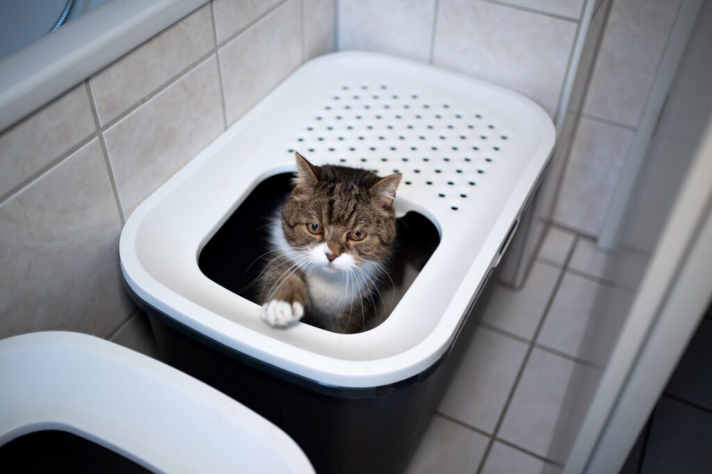 cat inside a litter box
