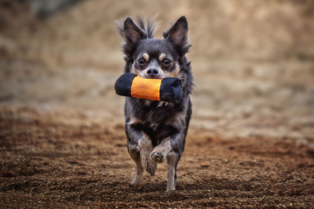 chihuahua with an orange dummy