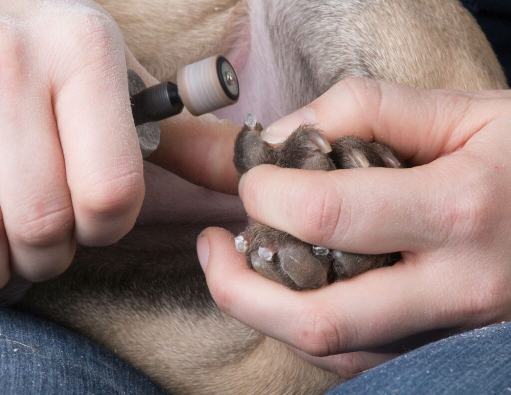 cutting dog claws with a grinder