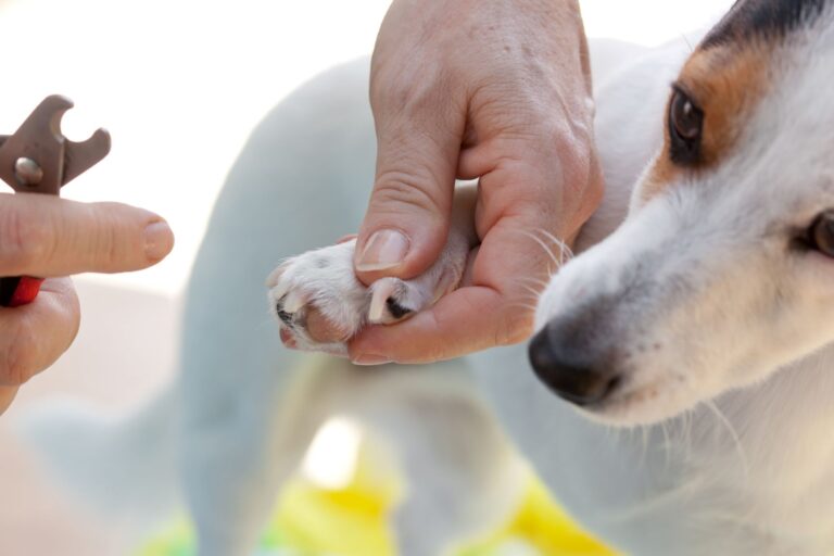 cutting dog claws