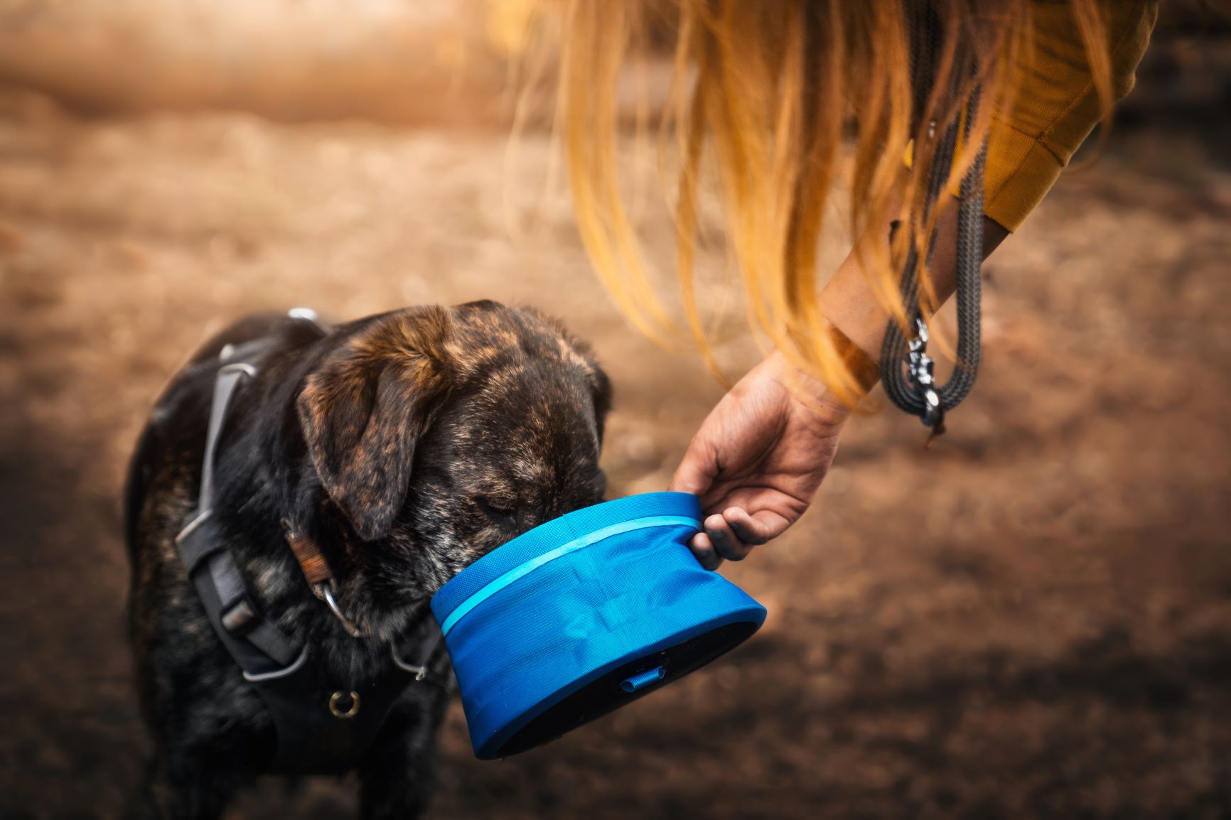 dog eating from a travel bowl