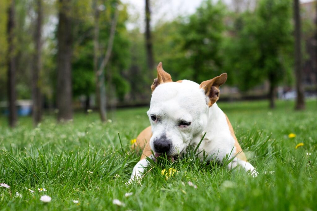 dog eats grass