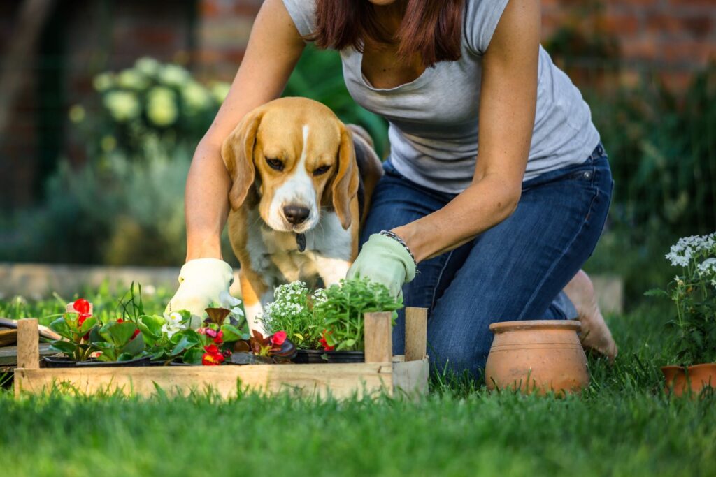 dog in a garden