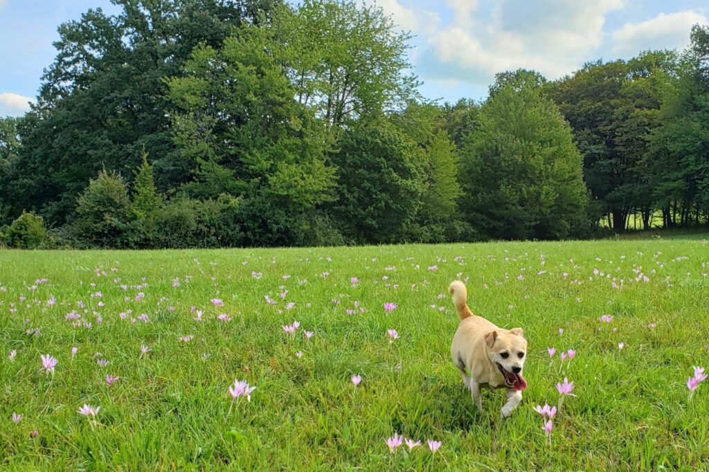 dog in the grass with flowers