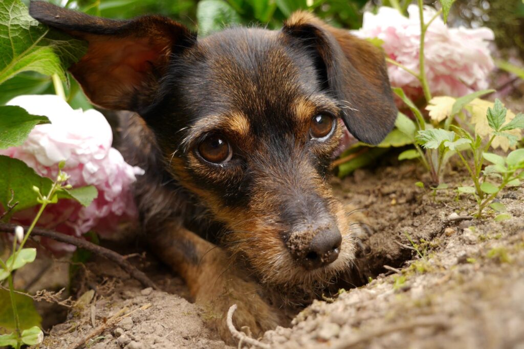 dog on soil with flowers