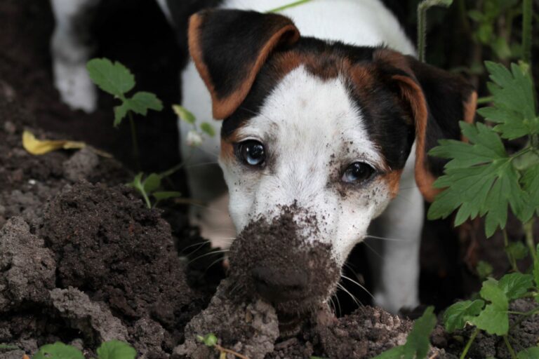 what does it mean when a dog digs inside