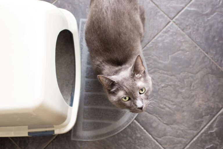 grey cat with a litter box