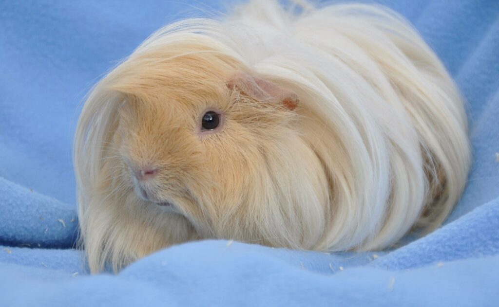 groomed peruvian guinea pig on blue background