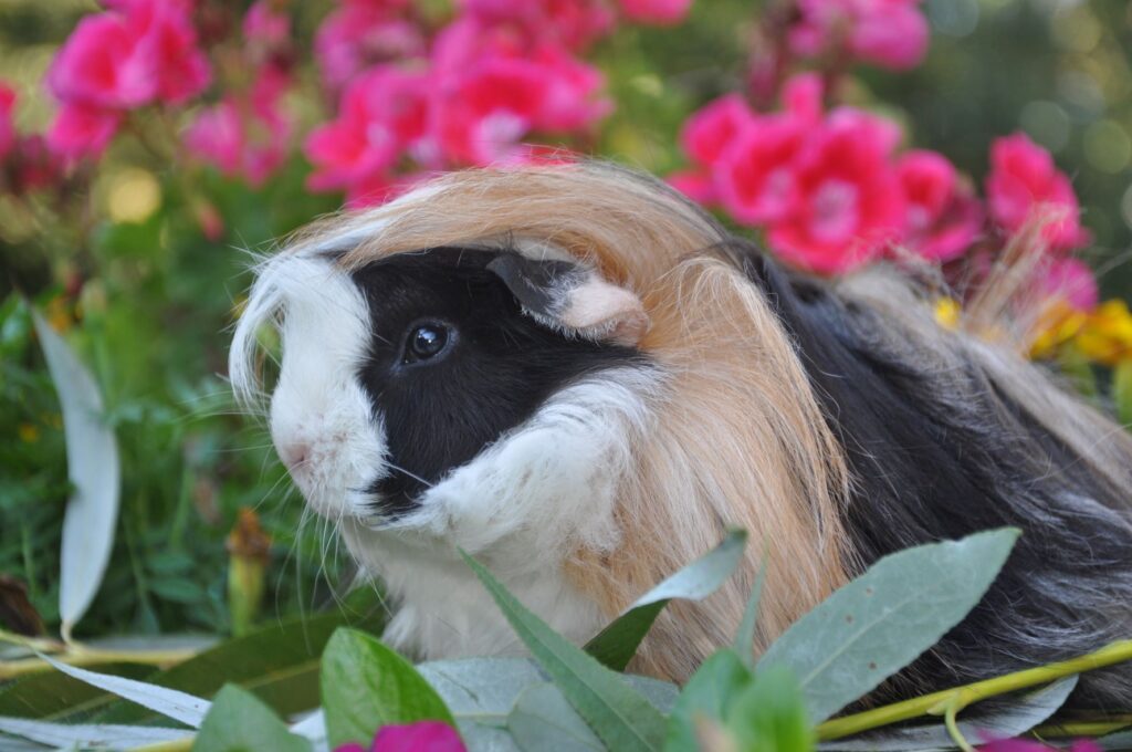 peruvian guinea pig