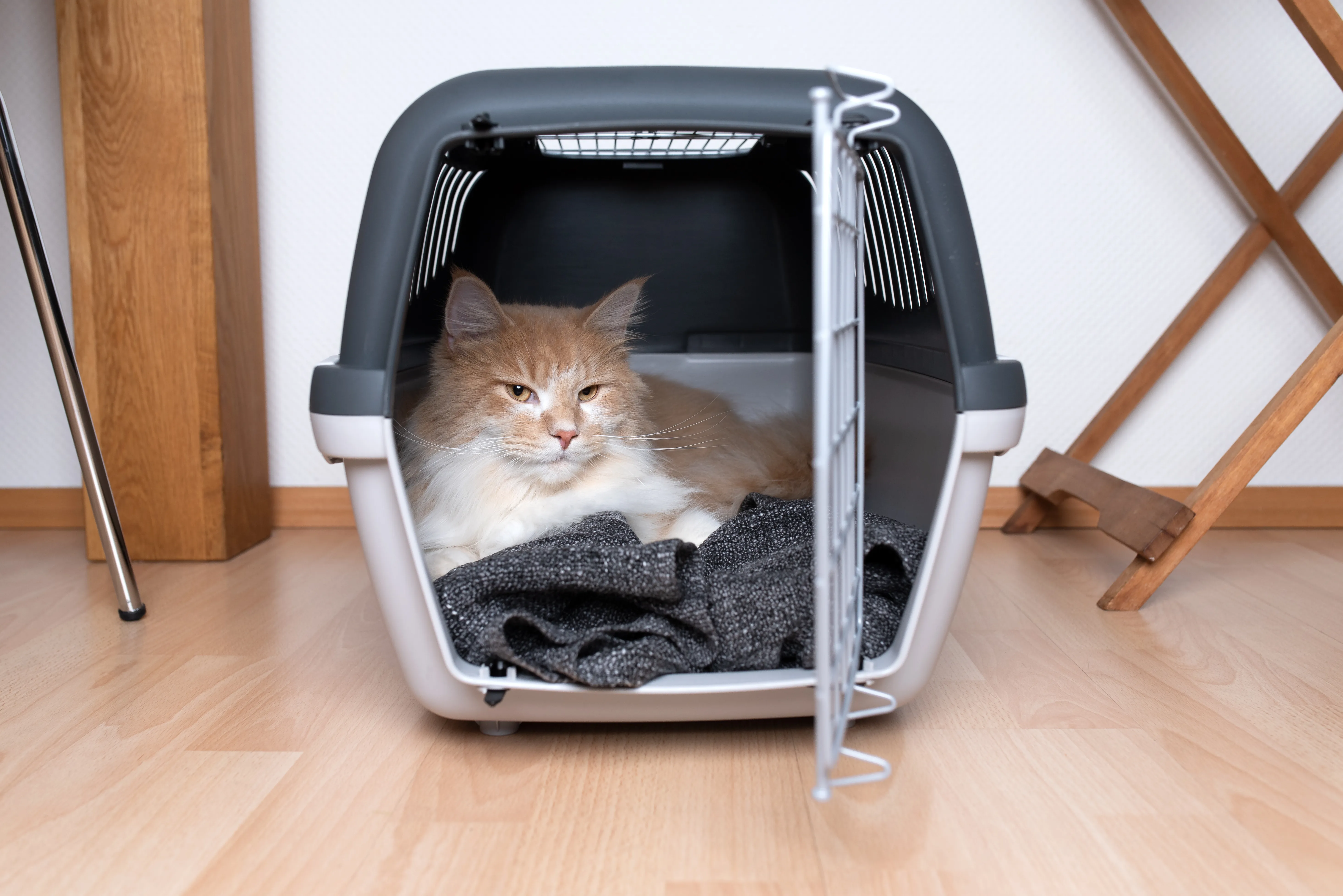 Moving house with a cat &ndash; travel carrier