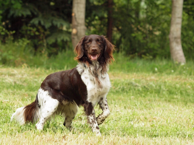 Small Münsterländer on the grass