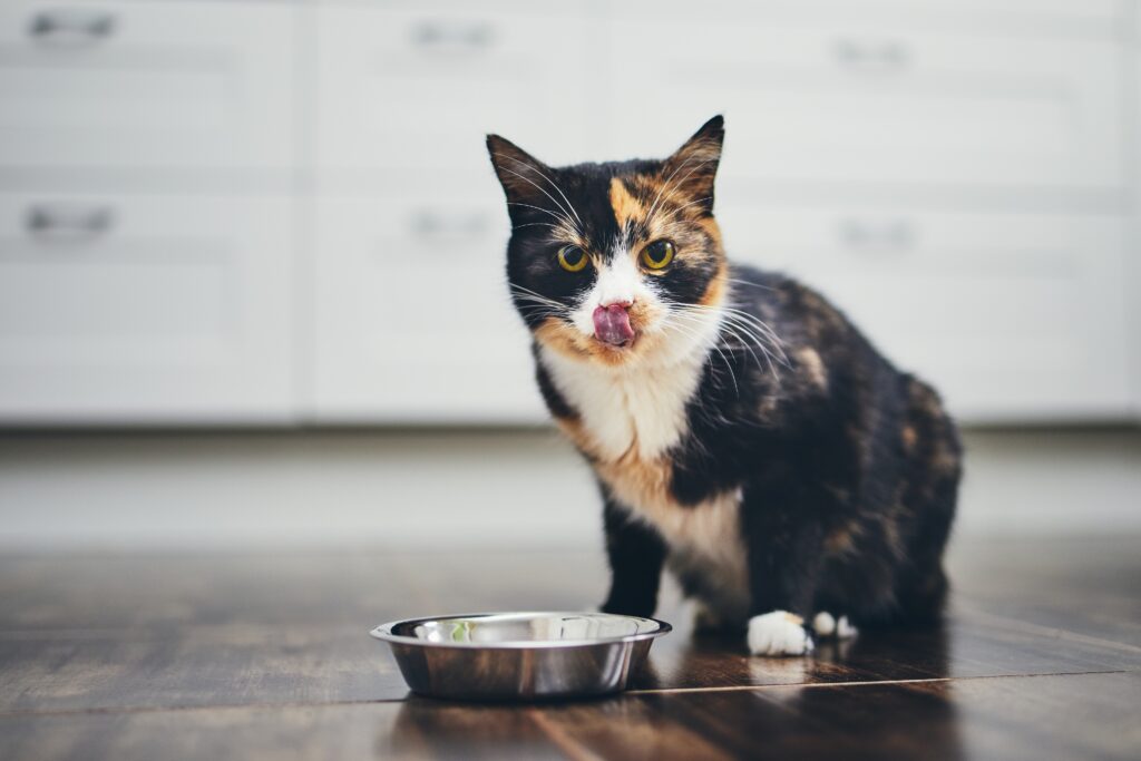 cat sitting next to a food bowl