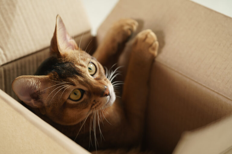 young abyssinian cat lying in cardboard box
