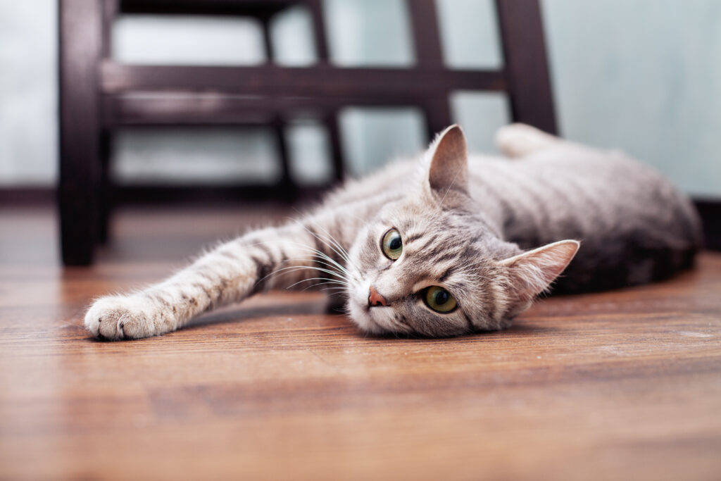 cat stretching on the floor