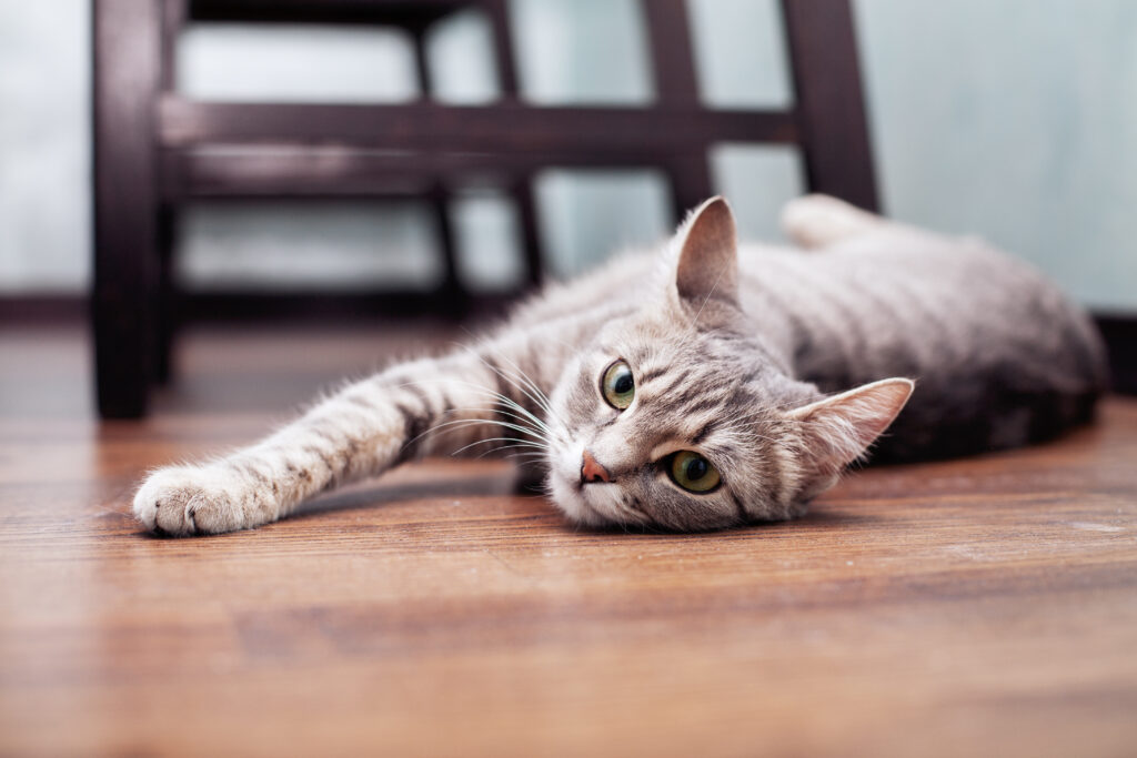 cat stretching on the floor cat stretching on the floor