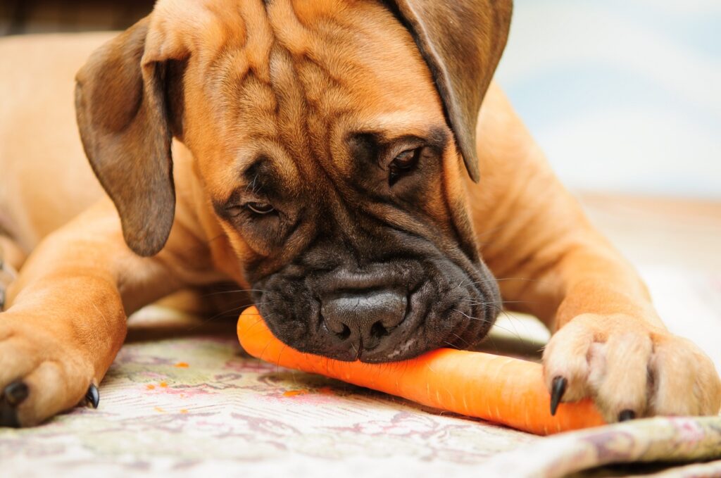 puppy bullmastiff eating a carrot