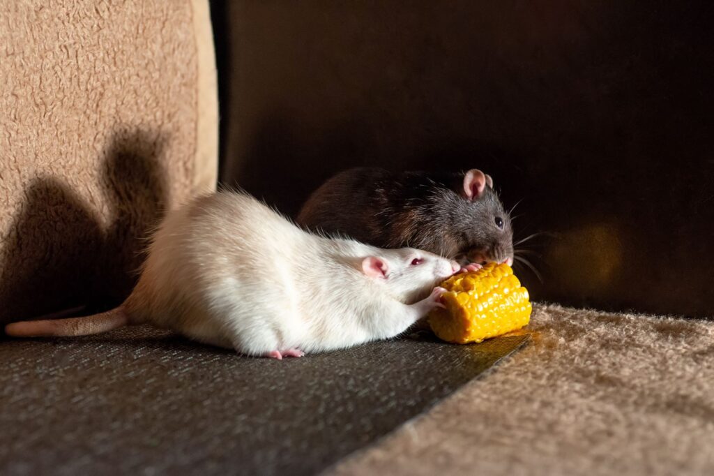 two rats eating corn two rats eating corn