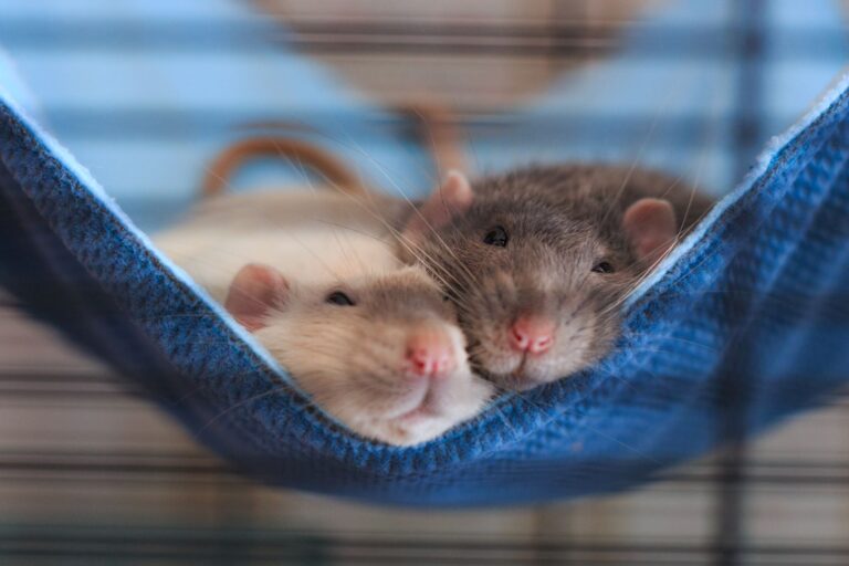 two rats on a blue hammock