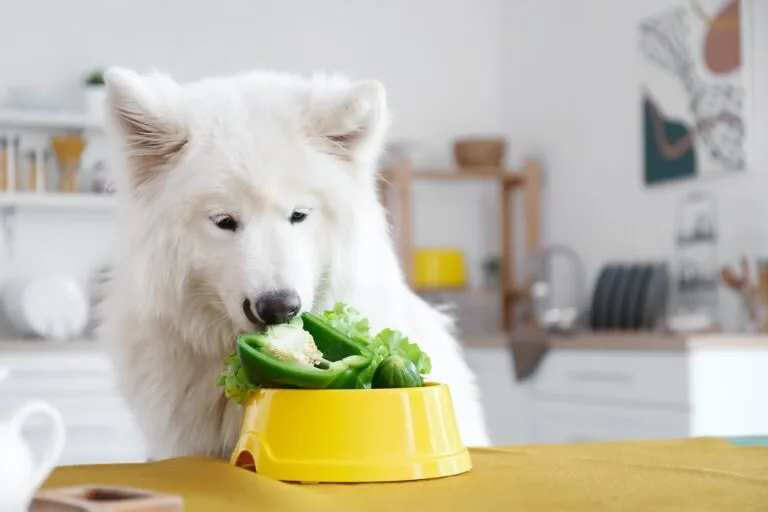 Samoyed dog eating vegetables