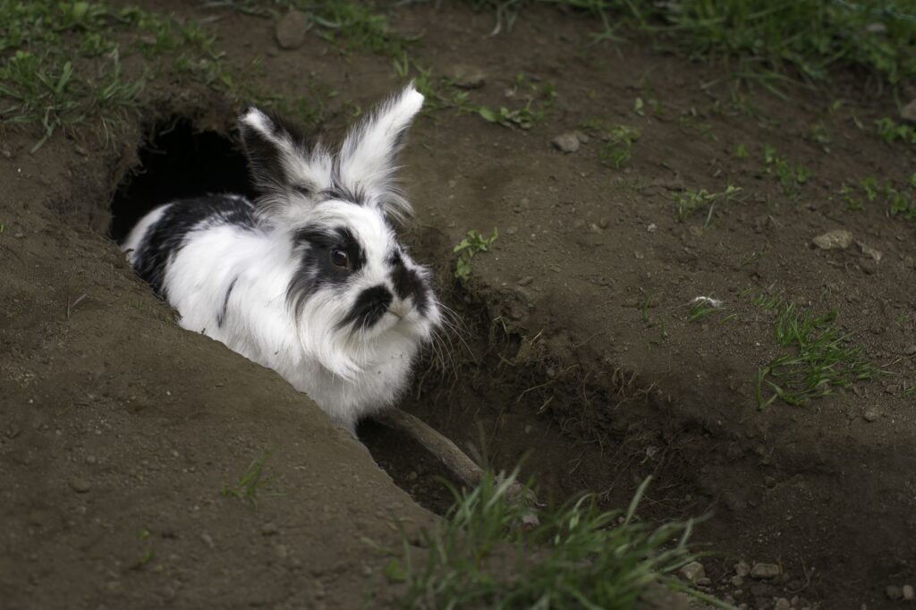 black and white rabbit sitting in a hole black and white rabbit sitting in a hole
