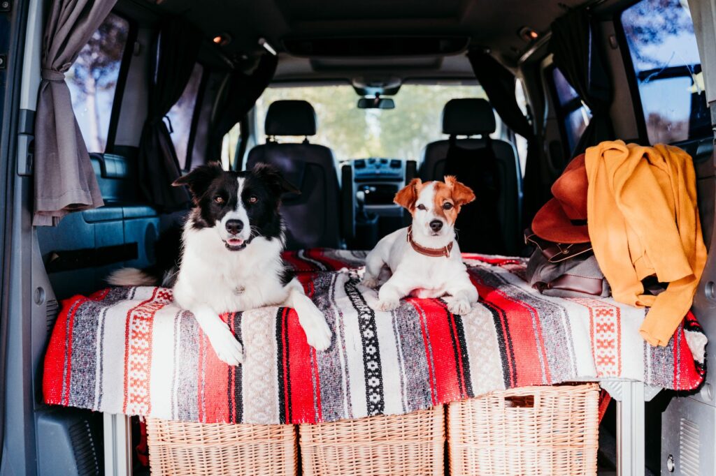 border collie jack russell campervan border collie jack russell campervan