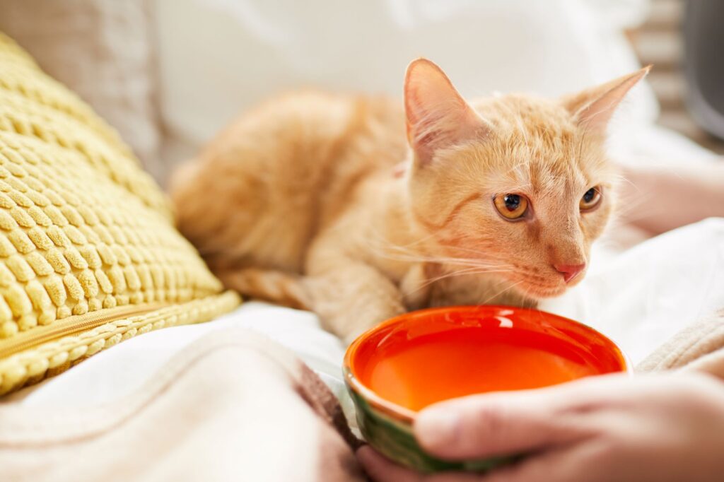 cat drinking water from a bowl