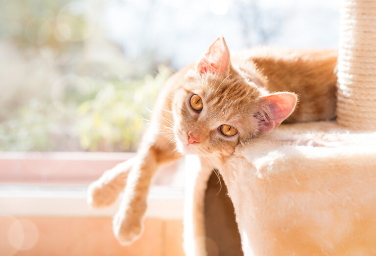 cat lying on a scratch tree