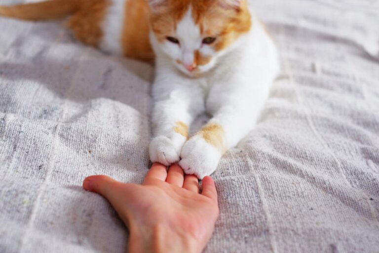 Friendship between human and cat. Paws are on the hand.