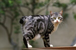 Japanese Bobtail