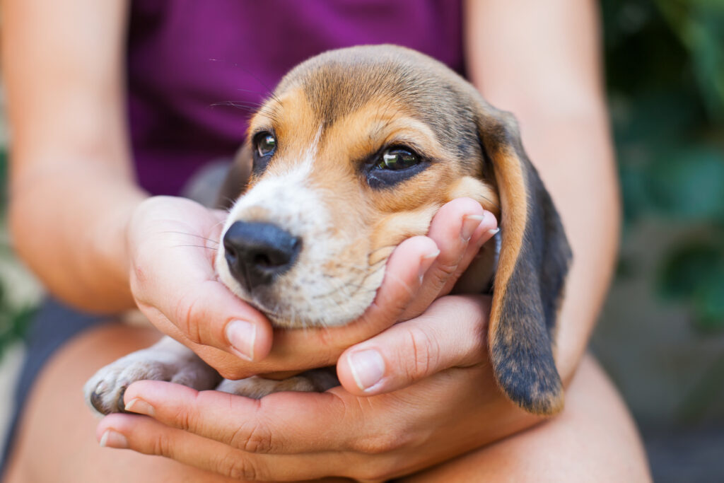 tricolor purebred beagle puppy tricolor purebred beagle puppy