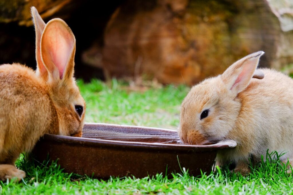 two brown rabbits drinking water