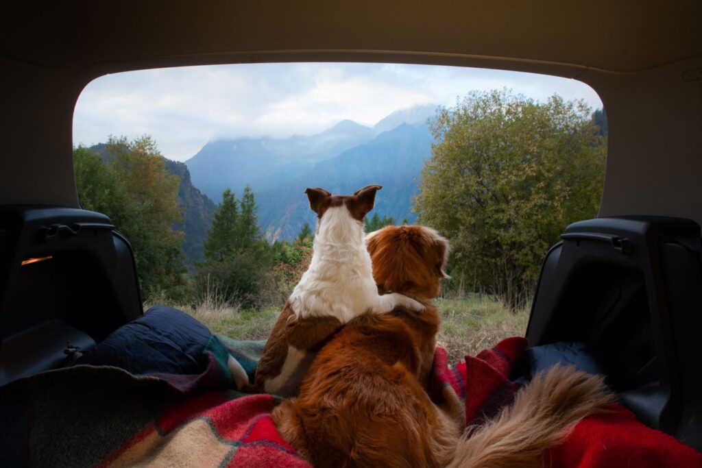 two dogs camping two dogs camping