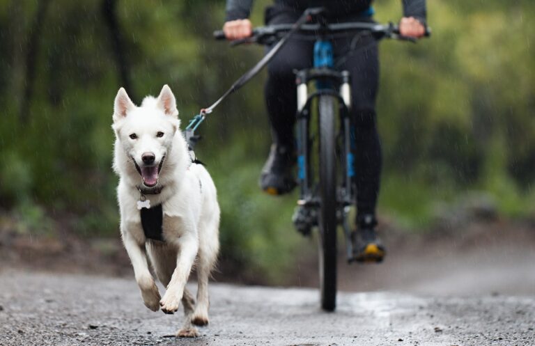 Bikejoring dog mushing race. Dog pulling bike with bicyclist.