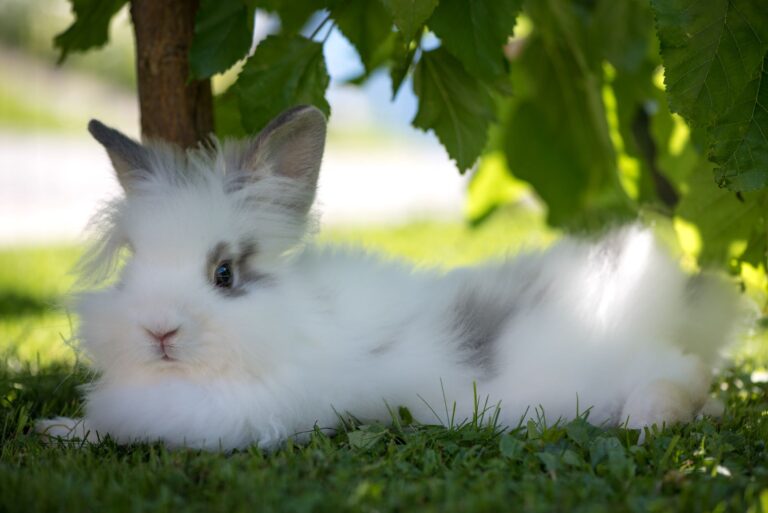 white rabbit resting in a tree shade