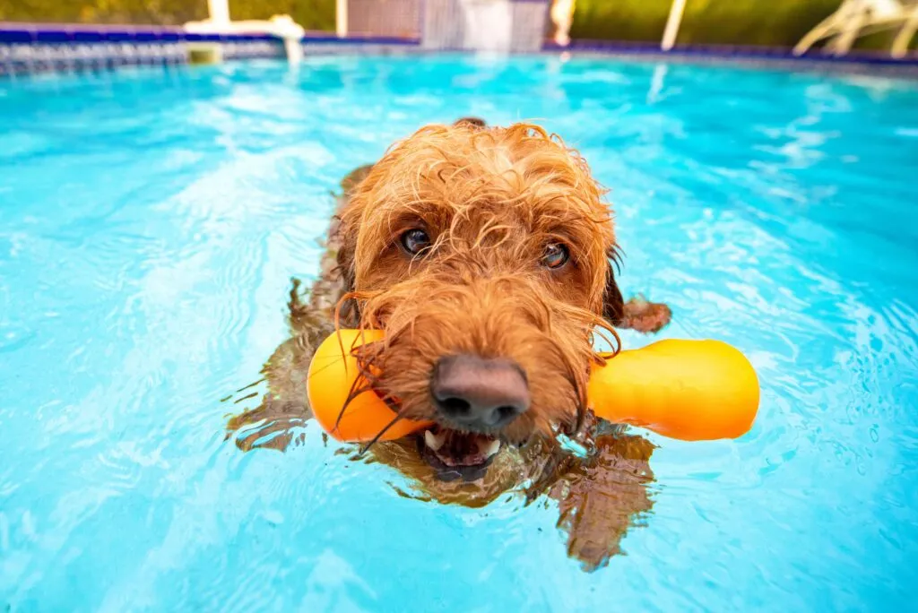 Swimming for dogs during summer