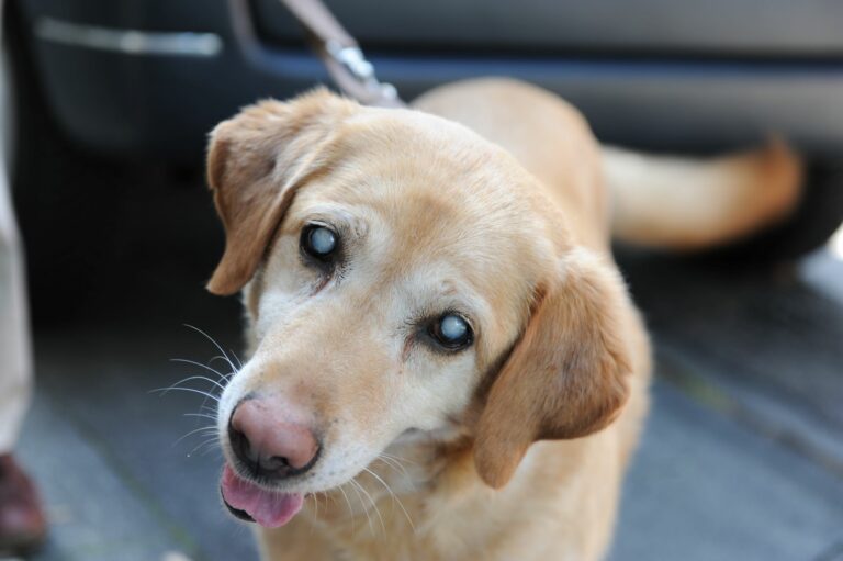 Blind Golden Retriever Dog