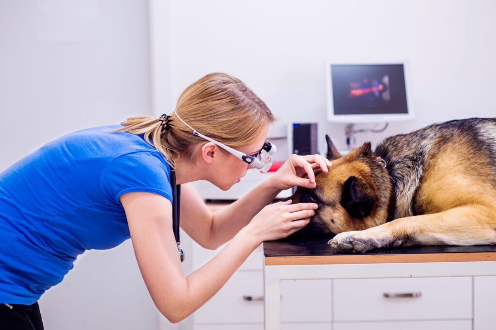 Dog at Vet