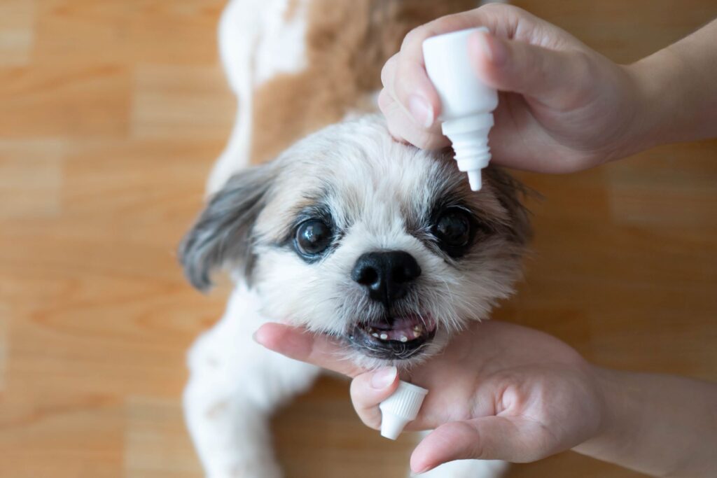 Dog getting eyedrops