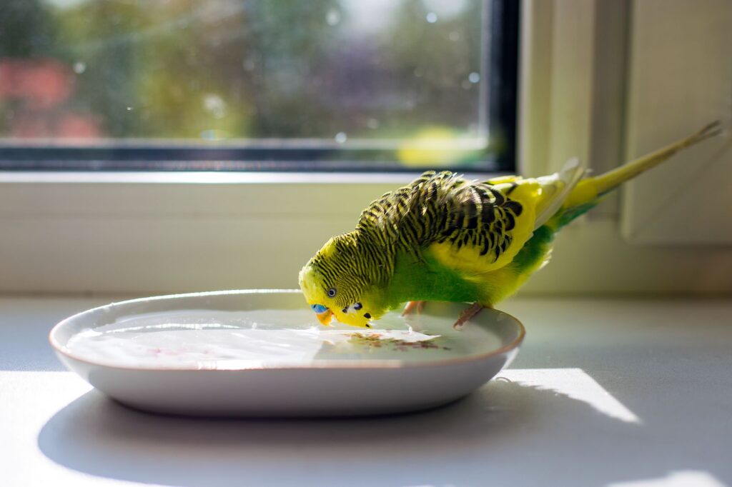 a budgie drinking water a budgie drinking water