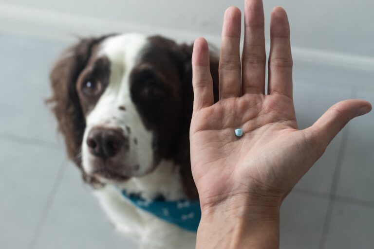 a man giving medicine to a spaniel