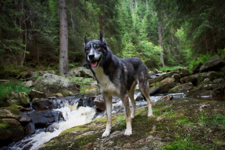 alaskan husky in the woods