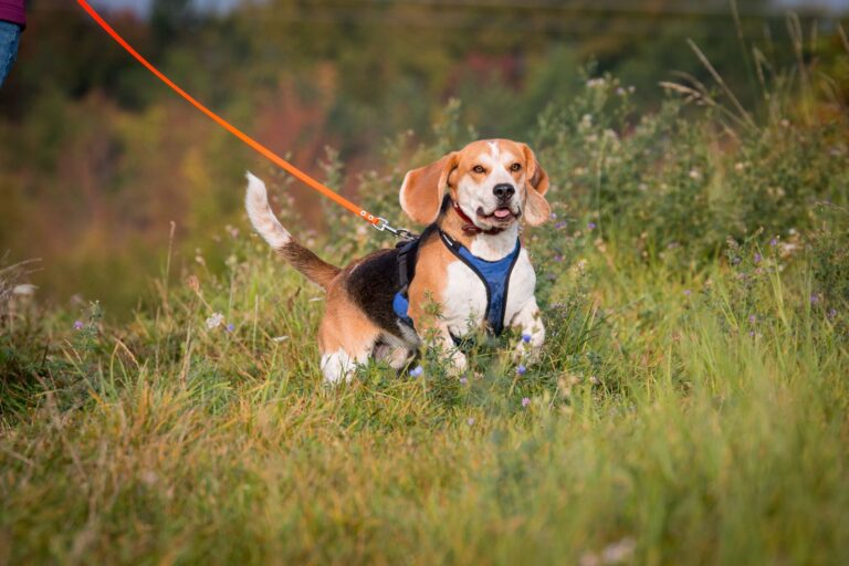 beagle dog in the grass