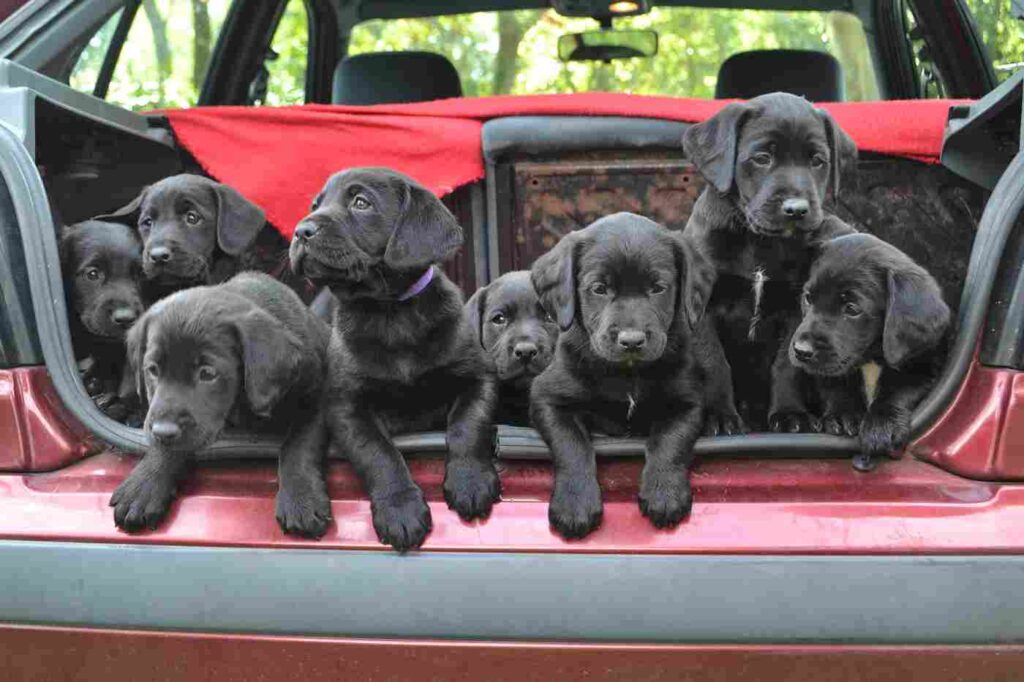 black labrador puppies in the car