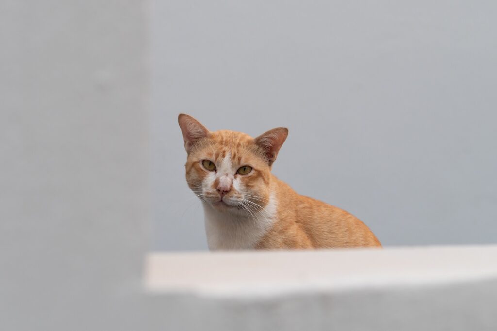 cat stung by a bee or wasp on the cheek