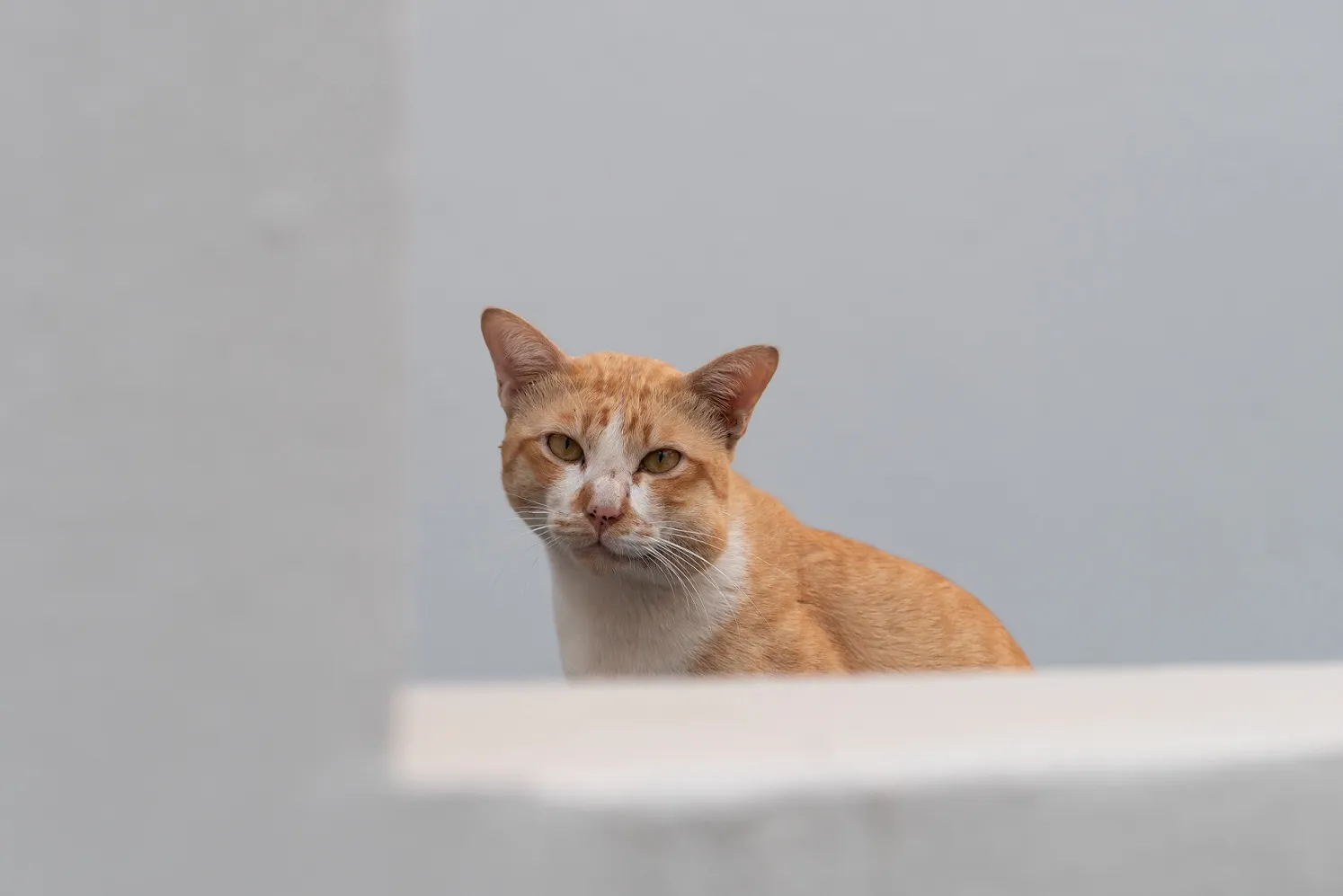 cat stung by a bee or wasp on the cheek
