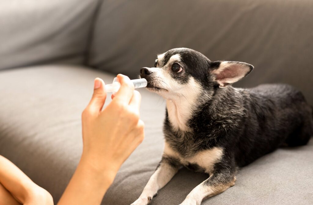 chihuahua being given medication with a syringe
