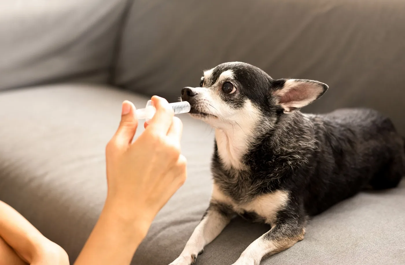 chihuahua being given medication with a syringe