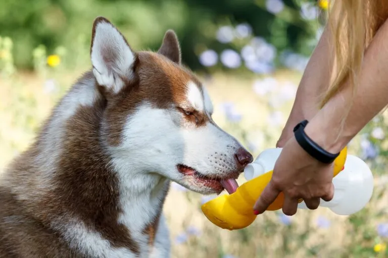 dog drinking water from a travel bowl