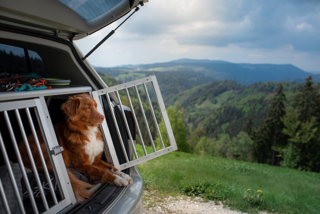 dog in a car