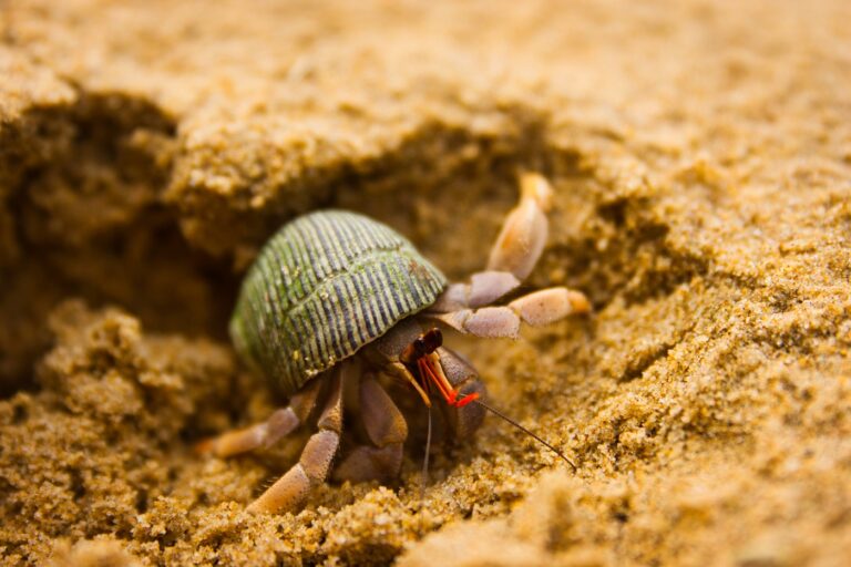 hermit crab digging in the sand